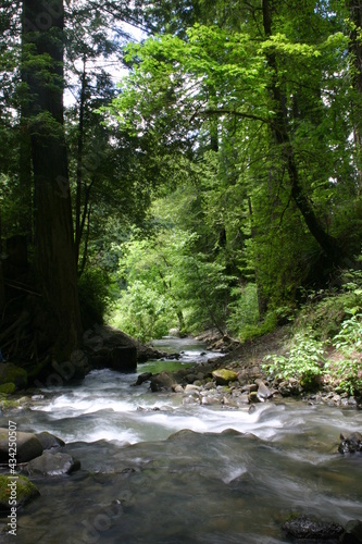 Stream in a Northern California Forest