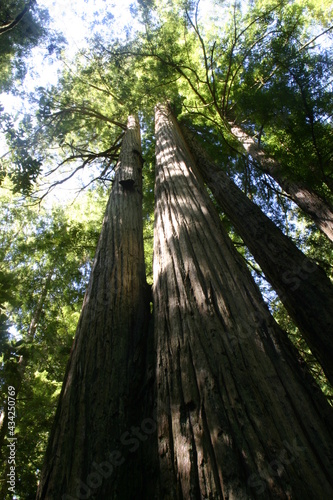 Giant Coastal Redwood Trees in Humbolt County California showing Trunks of Trees Reaching for the Sky under a Green canopy of Branches photo