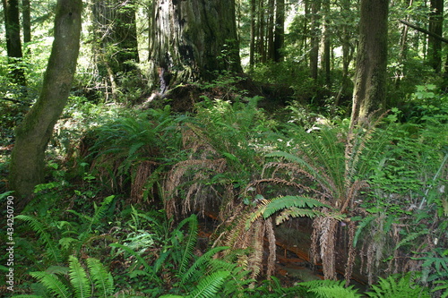 Ferns in a Northern California Boreal Forest in Washington also Showing Decomposition of a Log as the Forest Reclaims the Materials