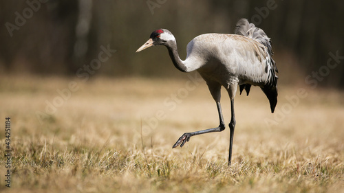 Common crane, grus grus, approaching on field in autumn nature. Long-legged grey bird walking on dry meadow in fall season. Feathered animal moving on grass.