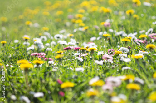 A field of white and yellow flowers on a sunny day