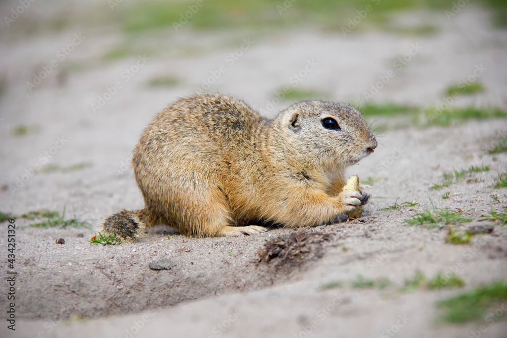 European Ground Squirrel, Spermophilus citellus, Czech Republic European Ground Squirrel, Spermophilus citellus, Czech Republic