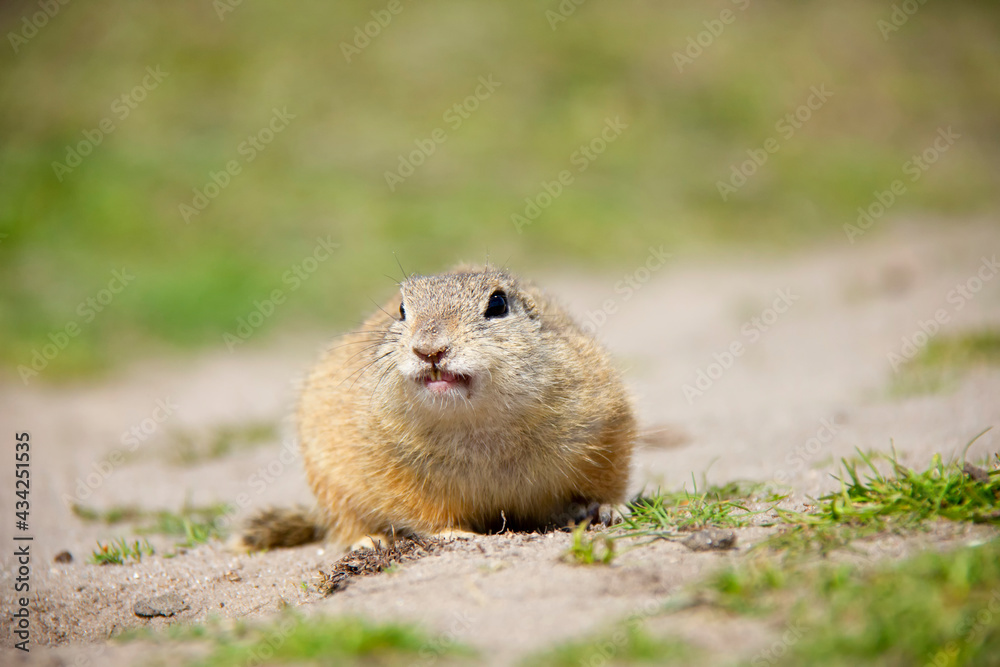 European Ground Squirrel, Spermophilus citellus, Czech Republic European Ground Squirrel, Spermophilus citellus, Czech Republic