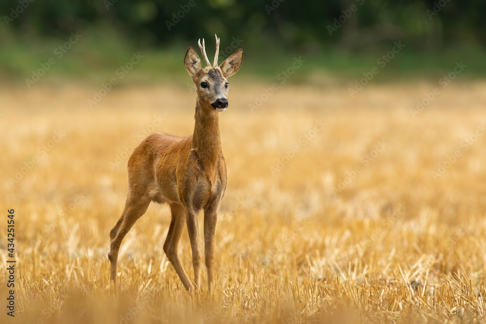 Young roe deer, capreolus capreolus, standing alone on yellow stubble in summer. Attentive mammal with small antlers observing the harvested field. Warm photo of interested thin animal among straws.