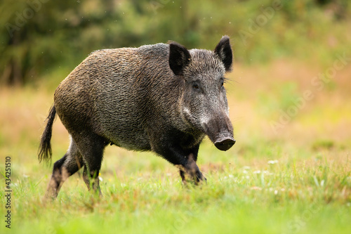 Adult female of wild boar, sus scrofa, running alone on the forest clearing. Wet swine with long tail moving on the meadow in rainy weather. Wild game in hurry.