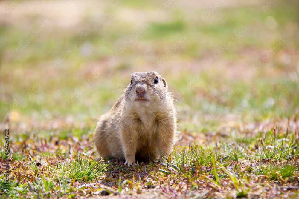 Curious european Ground Squirrel, Spermophilus citellus, Czech Republic