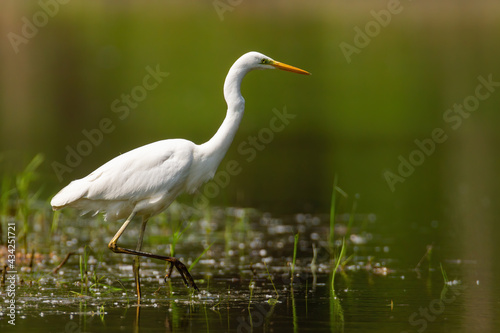 Adult great egret, ardea alba, hunting in the lake with one leg up on sunny day. Heron with white feather wading through fishpond. Natural behaviour of large bird in water ecosystem with copy space.