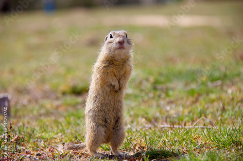 Standing european Ground Squirrel, Spermophilus citellus, Czech Republic