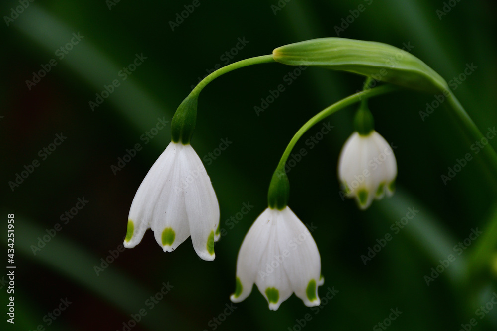 スノーフレーク（スズランスイセン）の花　埼玉県/3月