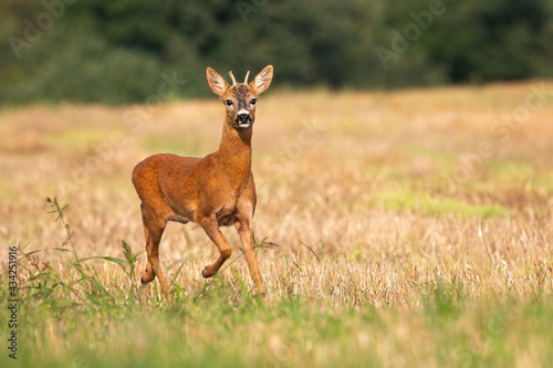 Young roe deer, capreolus capreolus, running alone on the dry stubble in summer. Buck with small antlers approaching on sunny field in summertime with copy space. Wild animal with leg up in hurry.