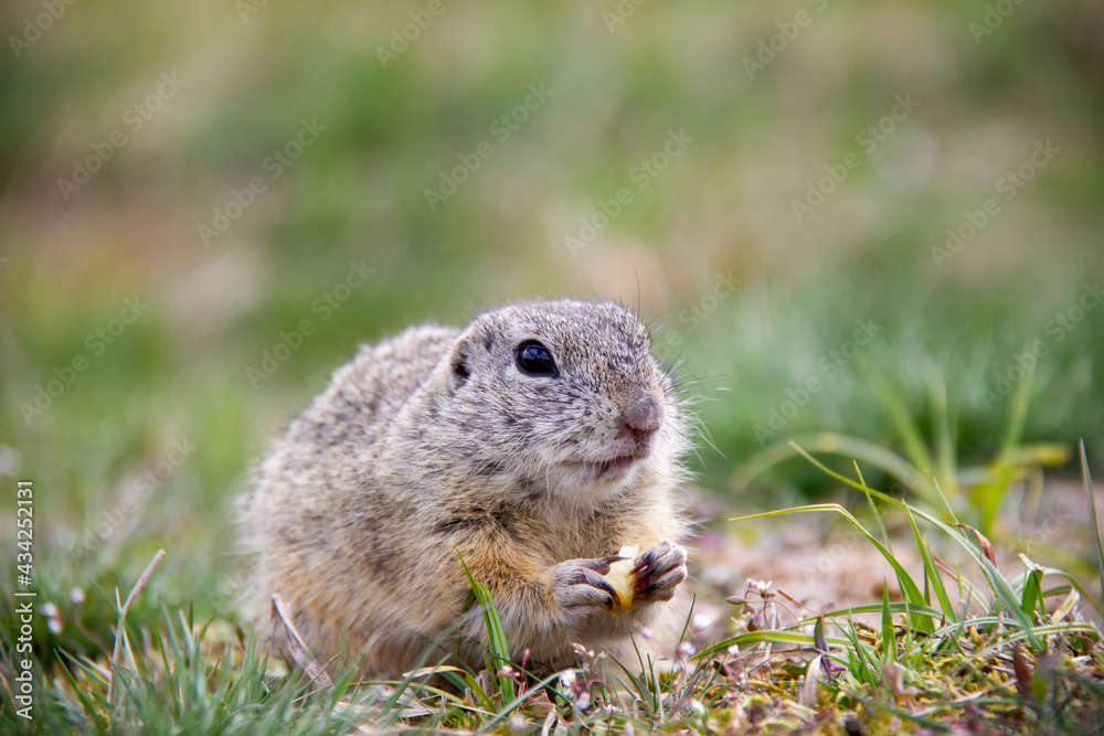 European Ground Squirrel sitting on a meadow, Spermophilus citellus, Czech Republic European Ground Squirrel sitting on a meadow, Spermophilus citellus, Czech Republic