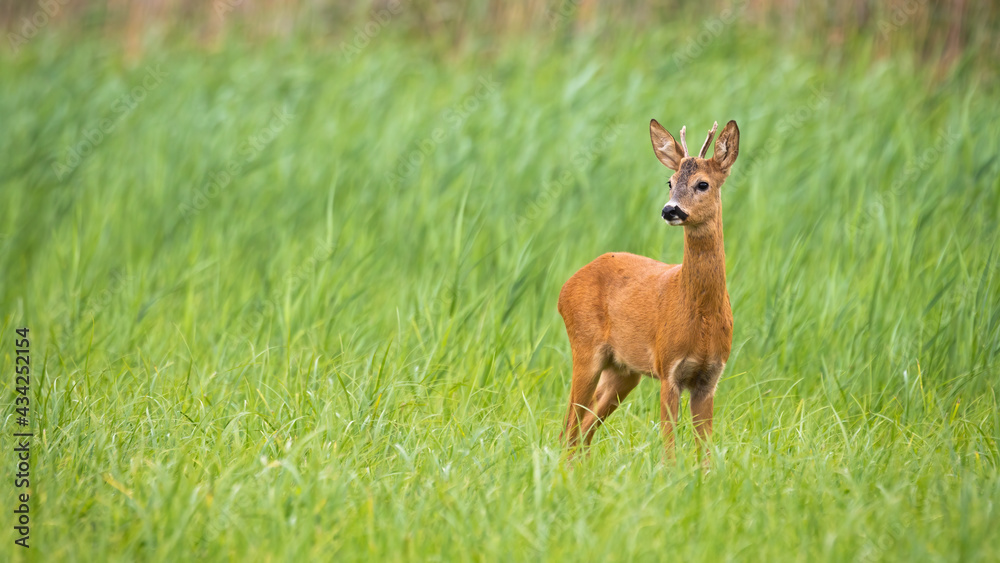 Young roe deer, capreolus capreolus, looking on green field with copy space. Immature buck standing in long grass in panoramic view. Male antlered mammal observing on meadow.