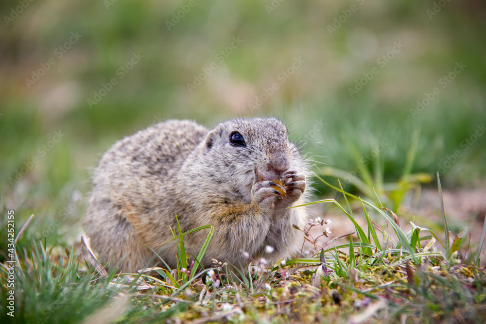 European Ground Squirrel, Spermophilus citellus, Czech Republic European Ground Squirrel, Spermophilus citellus, Czech Republic