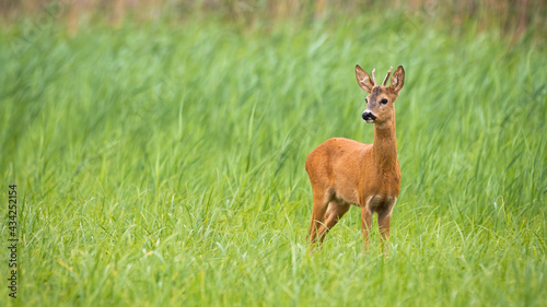 Young roe deer, capreolus capreolus, looking on green field with copy space. Immature buck standing in long grass in panoramic view. Male antlered mammal observing on meadow.