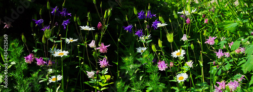 beautiful banner floral summer or spring background of multicolored white pink purple blue aquilegia flowers