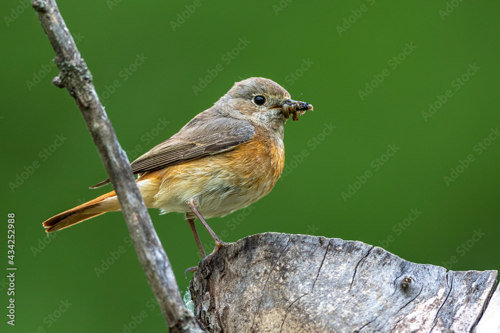 Fototapeta premium Gartenrotschwanz (Phoenicurus phoenicurus) Weibchen