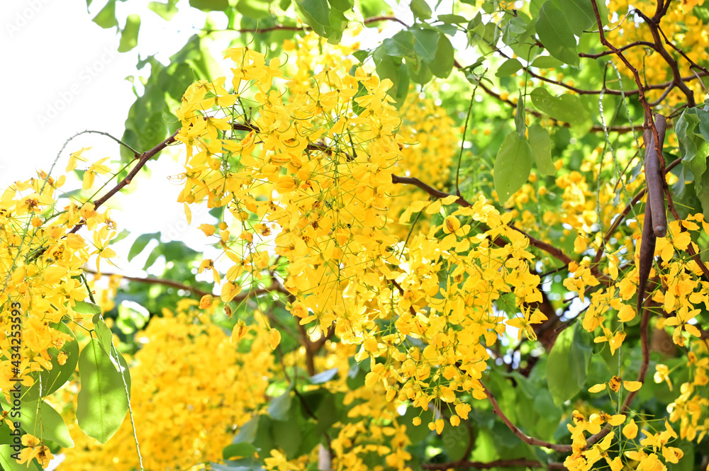 Obraz premium Golden Shower Tree, Cassia fistula beautiful yellow flowers and green leaves of Thailand in the garden. Focus on leaf and shallow depth of field.