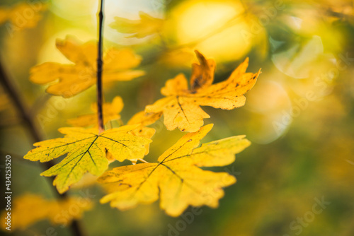 Feuilles lumineuses colorées d'automne se balançant dans un arbre dans le parc d'automne. Fond coloré d'automne, toile de fond d'automne
