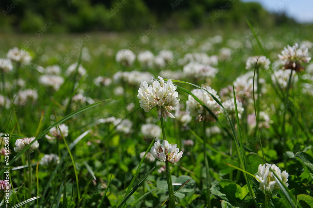 Obraz premium シロツメグサ