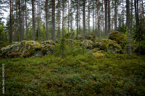 Pine tree forest with mossy boulders