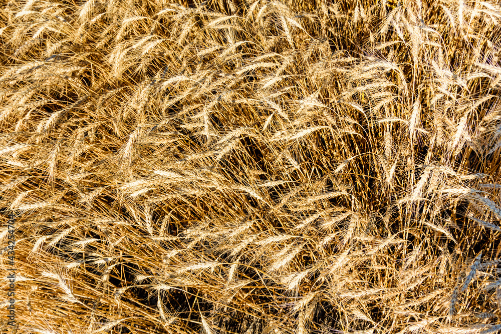 Backdrop of ripe wheat. Agricultural concept Backdrop of ripe wheat. Agricultural concept
