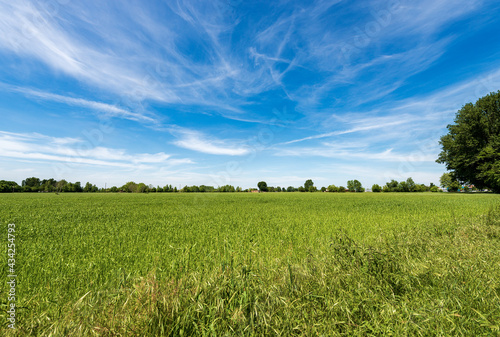 Rural landscape with a green wheat field in springtime  Padan Plain or Po valley  Pianura Padana  Italian . Mantua province  Lombardy  Italy  southern Europe.