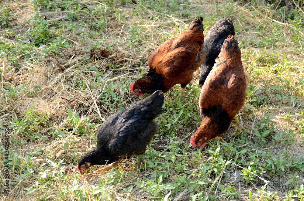 bunch the black orange hens eating grains in the garden. bunch the black orange hens eating grains in the garden.
