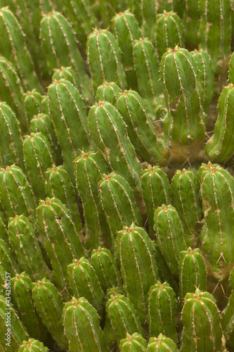 A group of long green cacti seen from above
