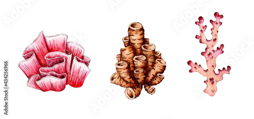 Watercolor illustration set of corals. Sea life. Coral reef, island. Colonies of polyps. Isolated over white background. Drawn by hand.