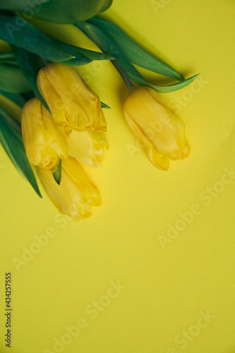 Five yellow fresh tulips on a yellow background. Concept of holiday, March 8, International womans day. Card with copy space.