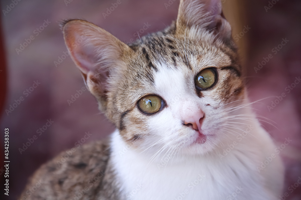 Close up cute baby cat face  , nature pet background