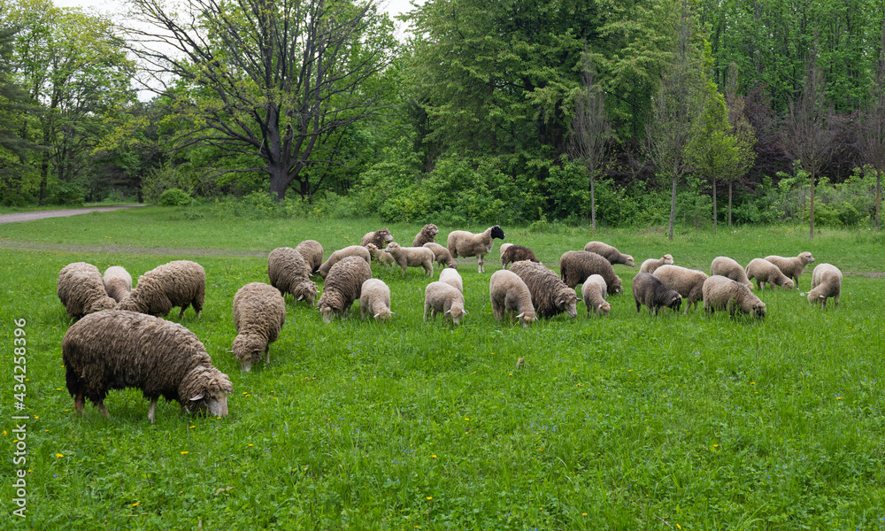 flock of sheep grazing in the spring flock of sheep grazing in the spring