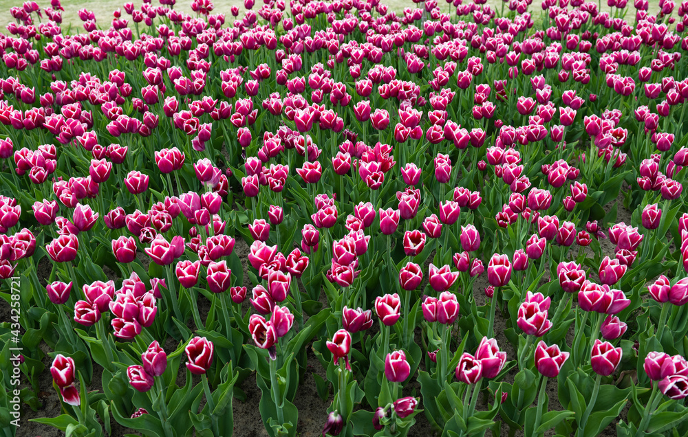 Background of beautiful tulips on flower bed in spring