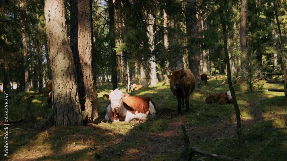 Many highland cattle cows resing in shade in forest Many highland cattle cows resing in shade in forest