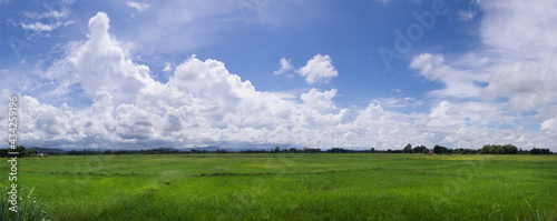 Rice fields  blue sky and clouds