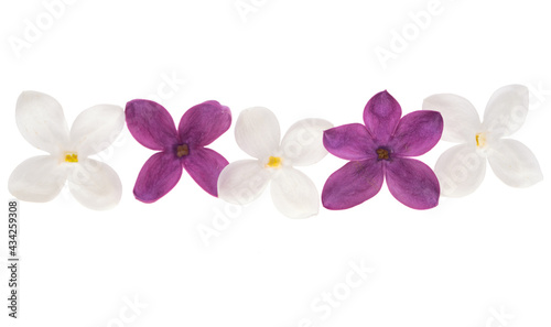 lilac flowers isolated