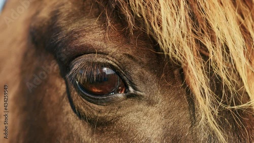 Eye close view: Brown horse looking at you dolly in