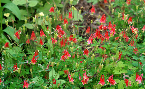 Print op canvas Aquilegia canadensis, Canadian or Canada columbine, eastern red columbine, or wi