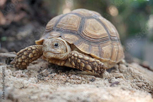 African Sulcata Tortoise Natural Habitat,Close up African spurred tortoise resting in the garden, Slow life ,Africa spurred tortoise sunbathe on ground with his protective shell ,Beautiful Tortoise