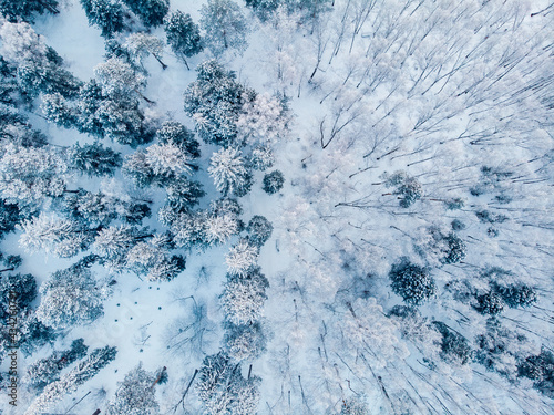 Bilde på lerret Winter mixed forest of birch and spruce covered with snow background, aerial top