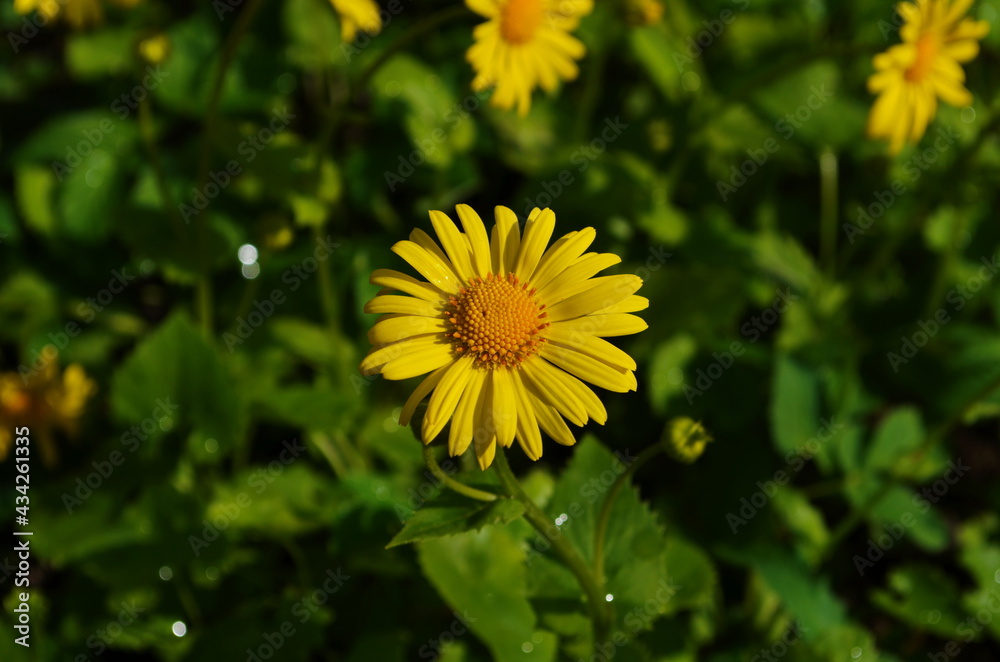 Summer yellow flowers Doronicum. Ornamental plant in the Asteraceae family. Summer yellow flowers Doronicum. Ornamental plant in the Asteraceae family.
