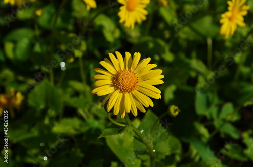 Wallpaper Mural Summer yellow flowers Doronicum. Ornamental plant in the Asteraceae family. Torontodigital.ca