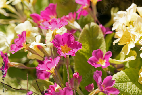Sunlit pink primrose flowers, Primula vulgaris, blooming in the spring sunshine
