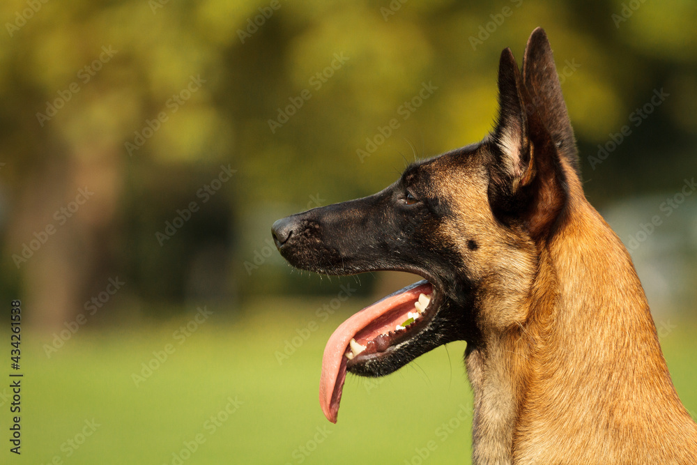 malinois belgian shepherd close up head profile portrait in a park