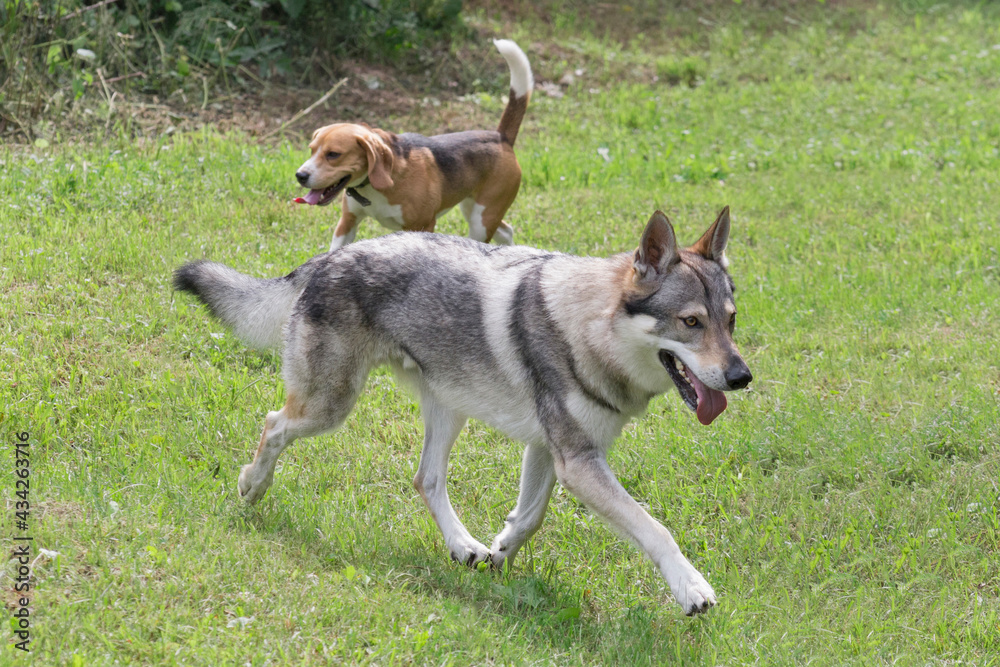 Czechoslovak wolfdog is running on a green grass in the summer park. Pet animals.