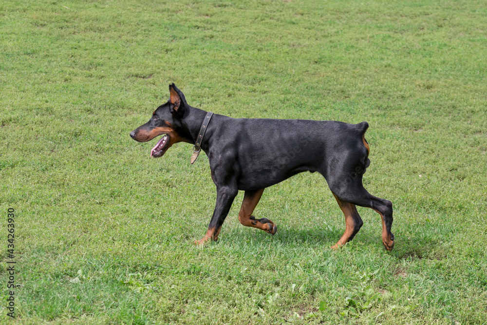 Doberman pinscher puppy is walking on a green grass in the summer park. Pet animals. Doberman pinscher puppy is walking on a green grass in the summer park. Pet animals.