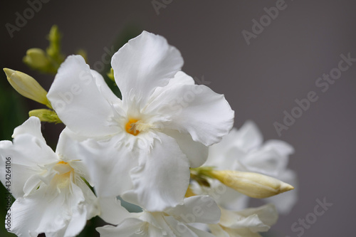 White oleander flowers outside  close-up.