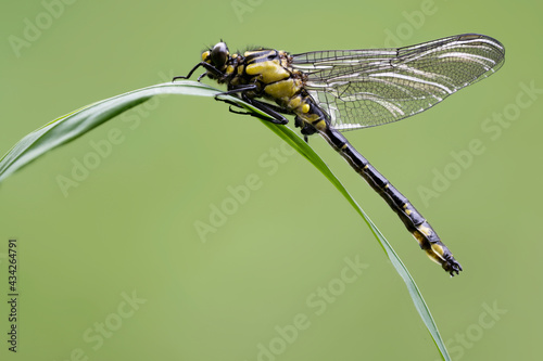Gemeine Keiljungfer (Gomphus vulgatissimus) photo