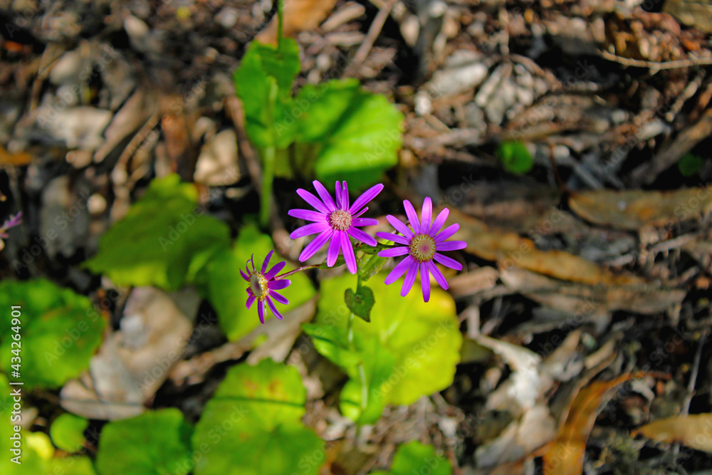 Closeup of purple flower with heart shaped stem Closeup of purple flower with heart shaped stem
