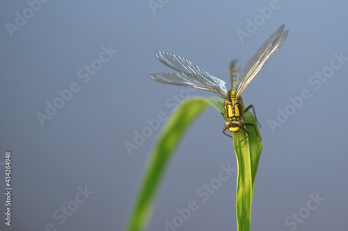 Gemeine Keiljungfer (Gomphus vulgatissimus) photo